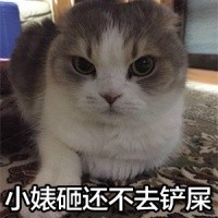 小婊砸还不去铲屎 - 铲屎官，还不去铲屎！！一起吸猫_猫咪_喵星人_猫表情