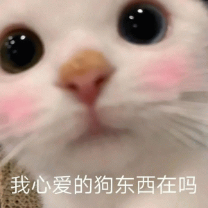 我心爱的狗东西在吗 超可爱的猫咪表情包