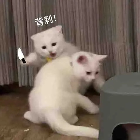 背刺!(猫咪表情包)_猫咪_背刺表情